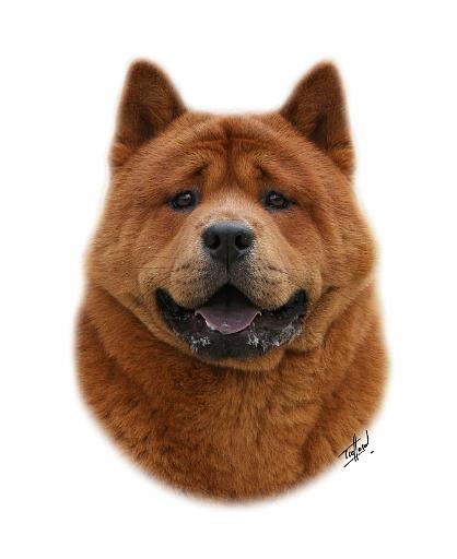 Chow Chow 9Y506D-070.jpg